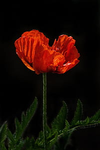 close-up photography of red poppy flower thumbnail