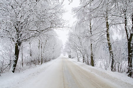 snow covered trees thumbnail