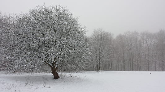 landscape photography of bare tree coated by snow ice thumbnail
