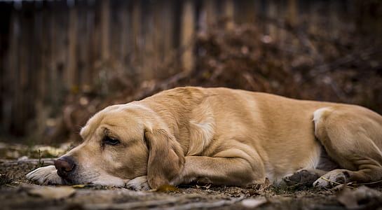 don lying on ground thumbnail