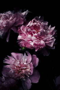 three pink flowers in macro photography thumbnail