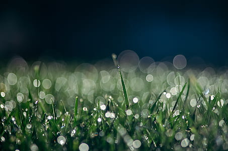 green grasses thumbnail