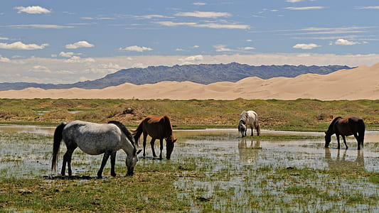 four horse on grass covered field thumbnail