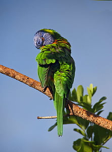 photo of green bird on top of brown tree branch during daytime thumbnail