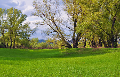 green sod lawn near trees at daytime thumbnail