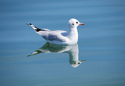 seagull on body water thumbnail