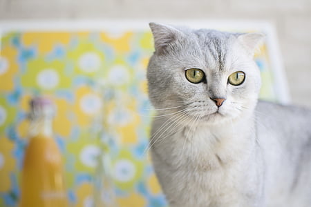 closeup photography of short-haired cat thumbnail