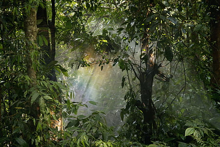 landscape, nature, forest, trees thumbnail