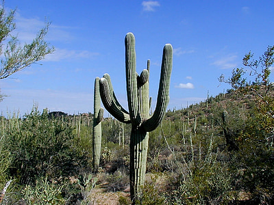 green cactus near grass field during daytime thumbnail