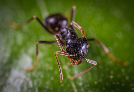 Close-up Photo Of Ant thumbnail