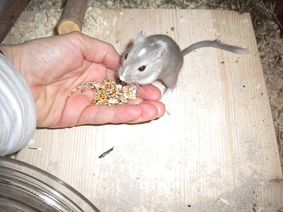 person feeding gray mouse thumbnail