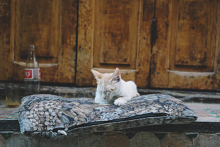 white kitten on blue throw pillow thumbnail