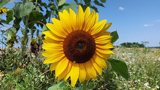 sunflower with green leaves thumbnail