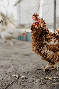 Farm chicken eating seeds thumbnail