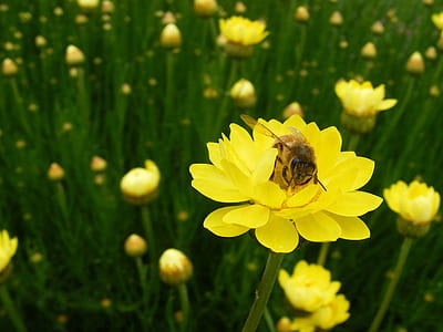 yellow honey bee on yellow flower close-up photography thumbnail