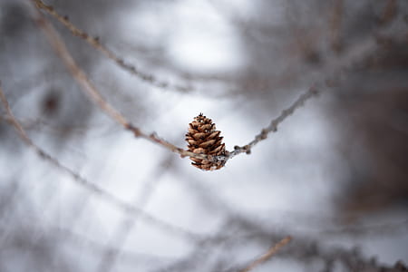 pine cone on twig thumbnail