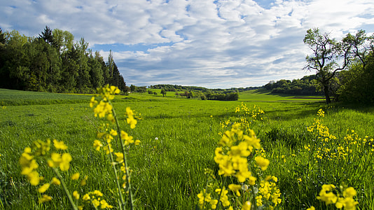 grassland surrounded by trees under cloudy day sky thumbnail
