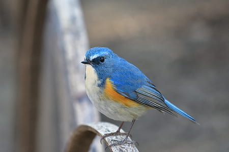 selective focus photography of bluebird perched on grey metal bar thumbnail