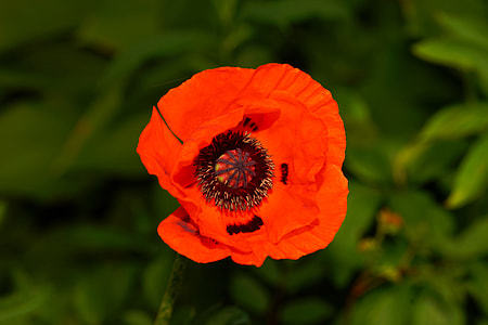selective focus photography of red poppy flower thumbnail