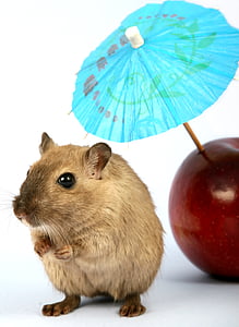 beige rat thumbnail