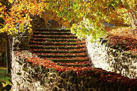 green leafed trees and staircase thumbnail