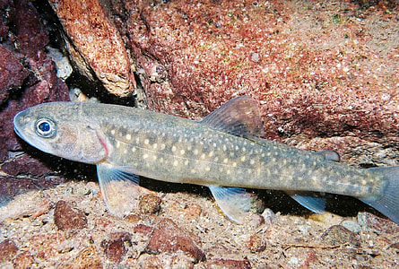 Juvenile bull trout -- Salvelinus confluentus thumbnail