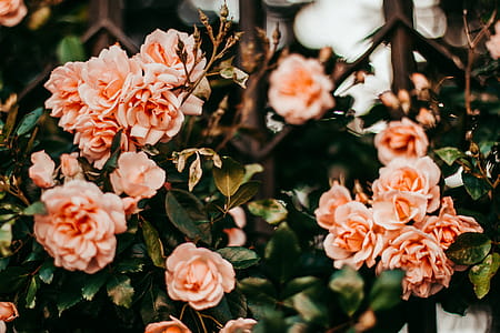 Shallow Focus Photo of Orange Roses thumbnail