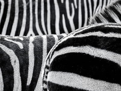 black and white textile thumbnail