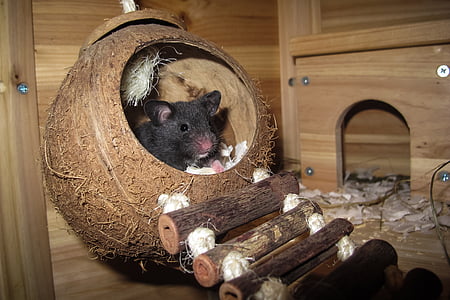 mouse in coconut shell thumbnail