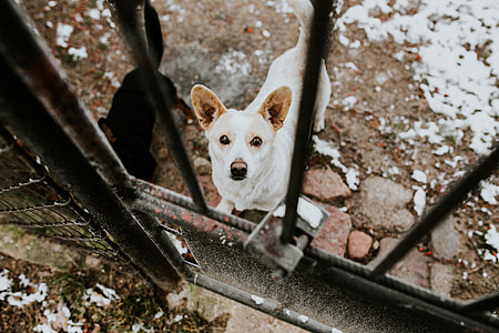 Dogs behind metal bars thumbnail