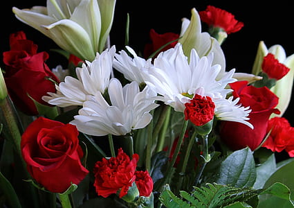 white and red flowers in bloom thumbnail