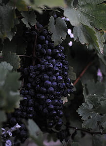 grapes fruit thumbnail