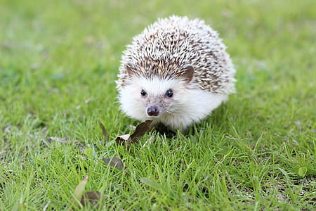 selective focus photography of hedgehog on grass field thumbnail