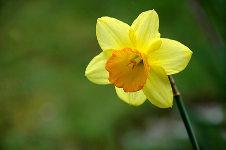selective focus photo of yellow and orange daffodil in bloom thumbnail