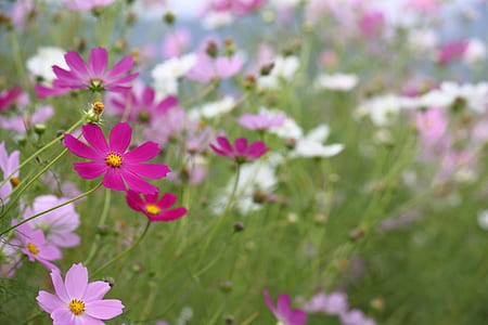 pink and white flowers thumbnail