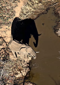 brown elephant drinking water on pond at daytime thumbnail