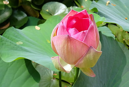 pink lotus flower in close-up photography thumbnail