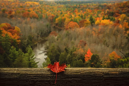 dried maple leaf on brown log thumbnail