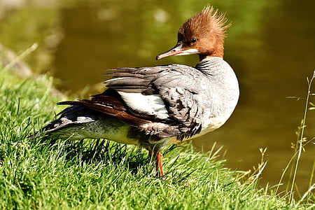 shallow focus photo of brown and gray bird thumbnail