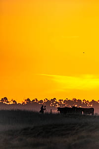 person taking a photo of silhoutte of cows thumbnail