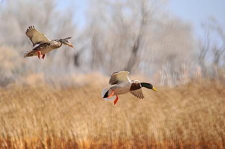 two mallard ducks flying on dried grass thumbnail