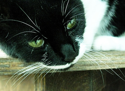 black and white tuxedo cat lying on grey wooden board thumbnail