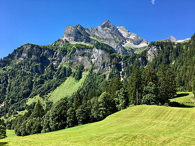 green trees on hill under blue sky thumbnail