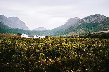white building in middle of green field thumbnail