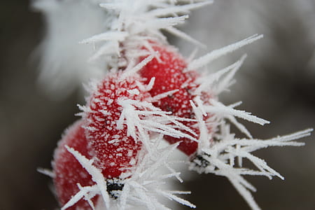 cold, snow, holiday, winter thumbnail