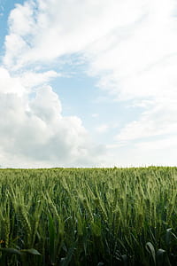 green wheat field under cloudy and blue sky thumbnail