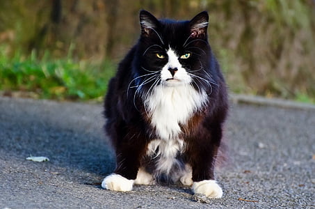 black and white cat on asphalt road thumbnail