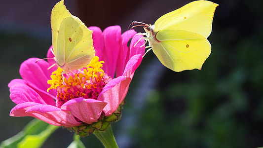 two yellow butterflies picking nectar on purple petaled flower thumbnail