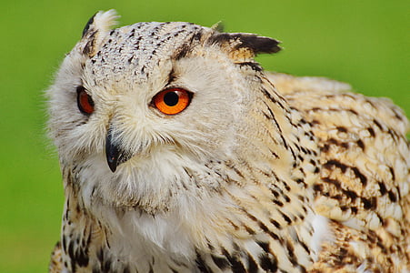 white and brown owl thumbnail