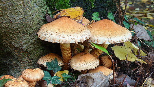 mushrooms thumbnail
